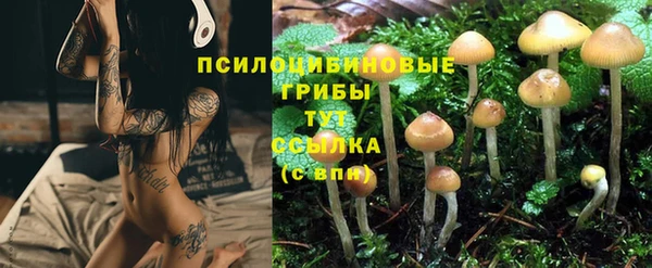 стафф Гусев